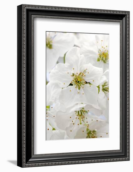 Cherry Tree, Branch, Detail, Blooms, Tree-Herbert Kehrer-Framed Photographic Print