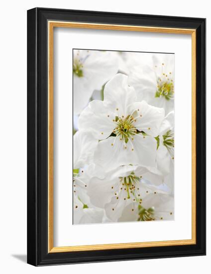 Cherry Tree, Branch, Detail, Blooms, Tree-Herbert Kehrer-Framed Photographic Print