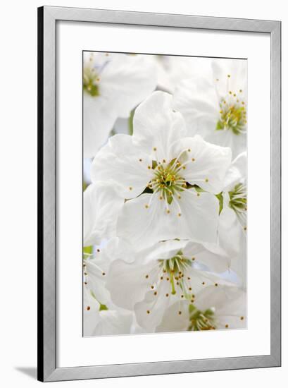 Cherry Tree, Branch, Detail, Blooms, Tree-Herbert Kehrer-Framed Photographic Print