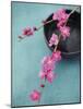 Cherry Tree Branch-Amelie Vuillon-Mounted Art Print