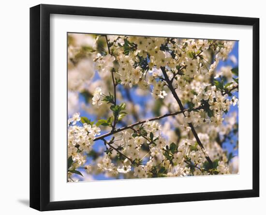 Cherry Tree, Branches, Blooms, Close-Up-Thonig-Framed Photographic Print