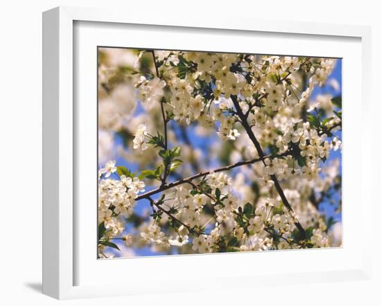 Cherry Tree, Branches, Blooms, Close-Up-Thonig-Framed Photographic Print