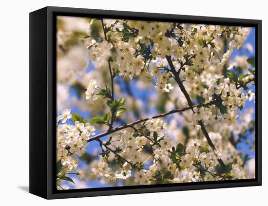 Cherry Tree, Branches, Blooms, Close-Up-Thonig-Framed Premier Image Canvas