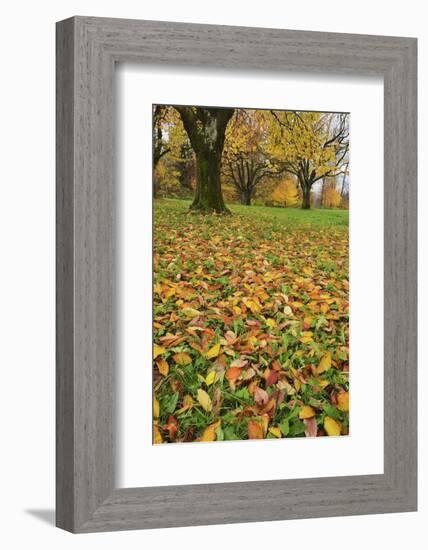 Cherry tree fall colors in orchard, Zug, Switzerland, Europe-Rolf Nussbaumer-Framed Photographic Print