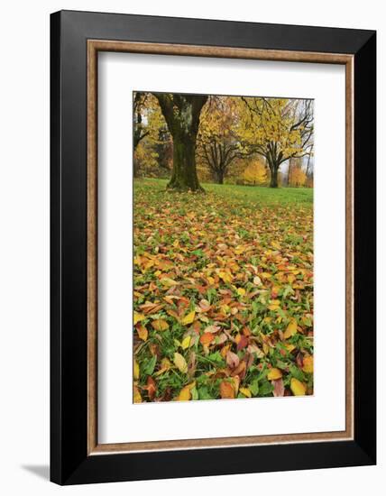 Cherry tree fall colors in orchard, Zug, Switzerland, Europe-Rolf Nussbaumer-Framed Photographic Print