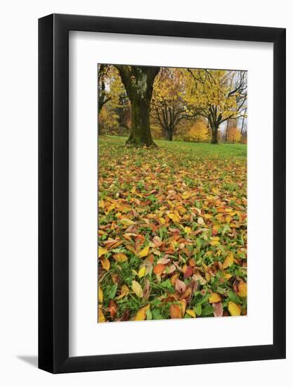 Cherry tree fall colors in orchard, Zug, Switzerland, Europe-Rolf Nussbaumer-Framed Photographic Print