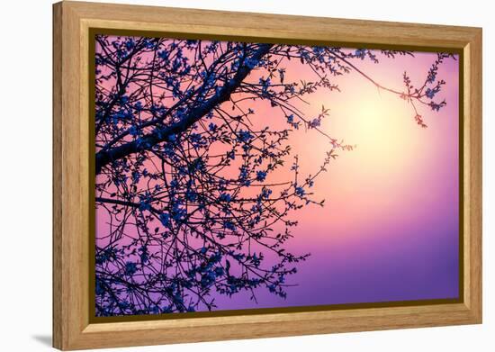 Cherry Tree Flower Blossom over Purple Sunset-Anna Omelchenko-Framed Premier Image Canvas