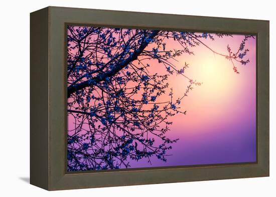 Cherry Tree Flower Blossom over Purple Sunset-Anna Omelchenko-Framed Premier Image Canvas
