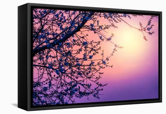 Cherry Tree Flower Blossom over Purple Sunset-Anna Omelchenko-Framed Premier Image Canvas