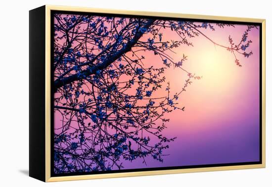 Cherry Tree Flower Blossom over Purple Sunset-Anna Omelchenko-Framed Premier Image Canvas