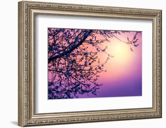 Cherry Tree Flower Blossom over Purple Sunset-Anna Omelchenko-Framed Photographic Print