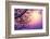 Cherry Tree Flower Blossom over Purple Sunset-Anna Omelchenko-Framed Photographic Print