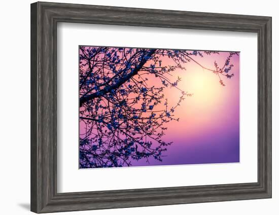 Cherry Tree Flower Blossom over Purple Sunset-Anna Omelchenko-Framed Photographic Print