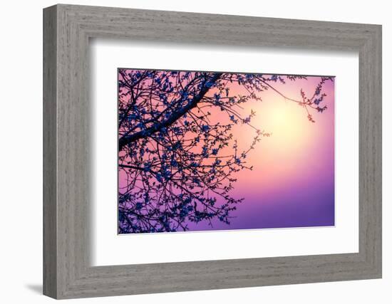 Cherry Tree Flower Blossom over Purple Sunset-Anna Omelchenko-Framed Photographic Print