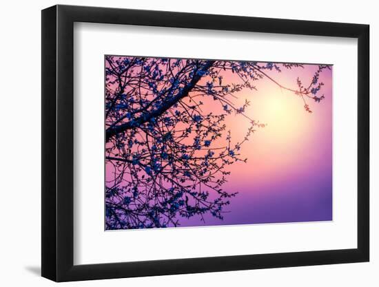 Cherry Tree Flower Blossom over Purple Sunset-Anna Omelchenko-Framed Photographic Print