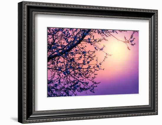 Cherry Tree Flower Blossom over Purple Sunset-Anna Omelchenko-Framed Photographic Print