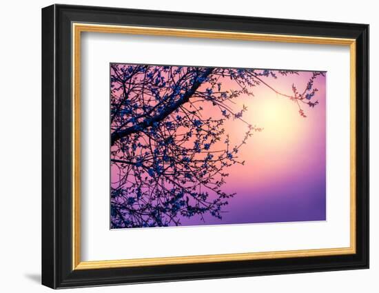 Cherry Tree Flower Blossom over Purple Sunset-Anna Omelchenko-Framed Photographic Print