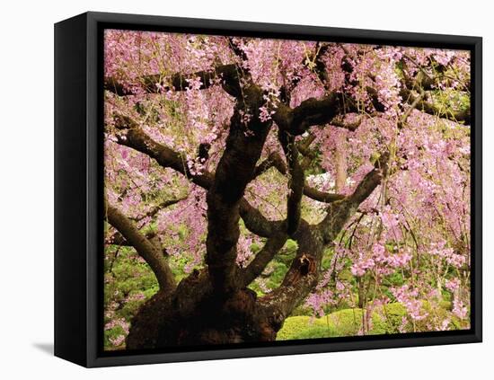 Cherry Tree in Bloom, Portland Japanese Garden, Portland, Oregon, USA-Michel Hersen-Framed Premier Image Canvas