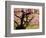 Cherry Tree in Bloom, Portland Japanese Garden, Portland, Oregon, USA-Michel Hersen-Framed Photographic Print