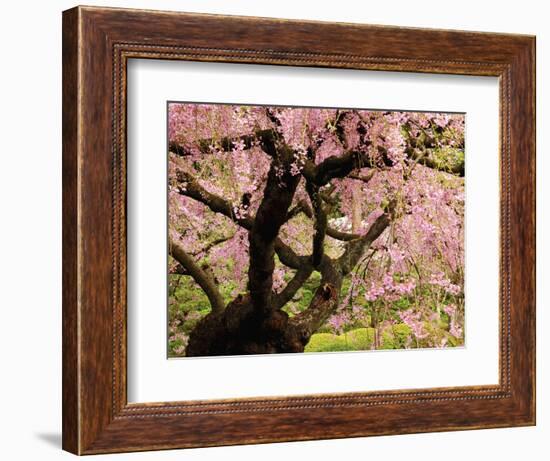 Cherry Tree in Bloom, Portland Japanese Garden, Portland, Oregon, USA-Michel Hersen-Framed Photographic Print