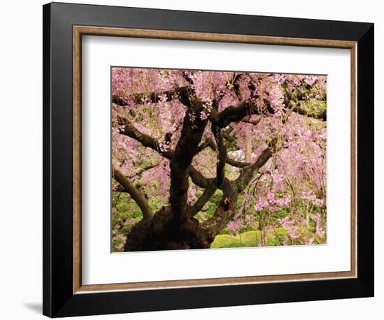 Cherry Tree in Bloom, Portland Japanese Garden, Portland, Oregon, USA-Michel Hersen-Framed Photographic Print