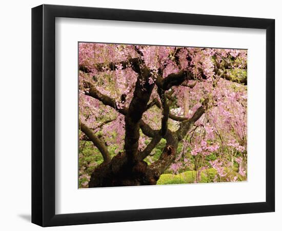 Cherry Tree in Bloom, Portland Japanese Garden, Portland, Oregon, USA-Michel Hersen-Framed Photographic Print