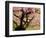 Cherry Tree in Bloom, Portland Japanese Garden, Portland, Oregon, USA-Michel Hersen-Framed Photographic Print