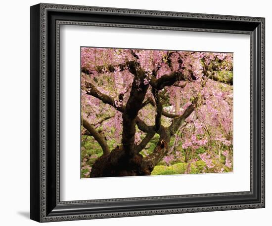 Cherry Tree in Bloom, Portland Japanese Garden, Portland, Oregon, USA-Michel Hersen-Framed Photographic Print