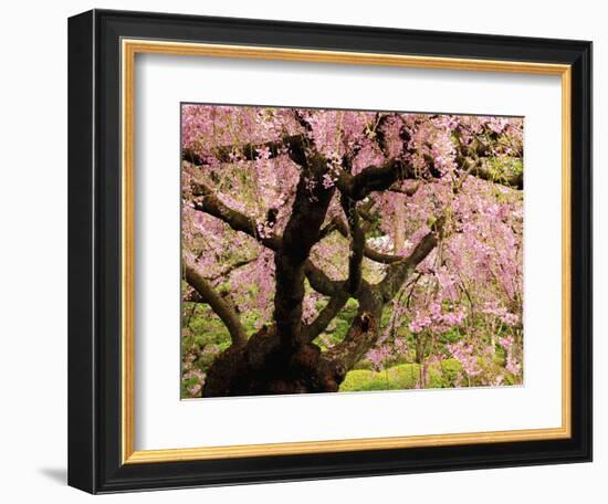 Cherry Tree in Bloom, Portland Japanese Garden, Portland, Oregon, USA-Michel Hersen-Framed Photographic Print