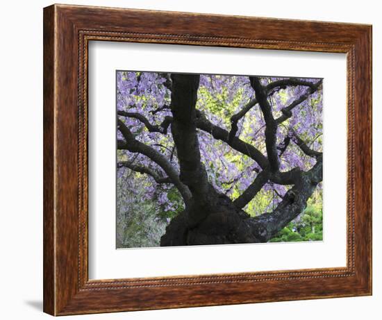 Cherry Tree in Bloom, Portland Japanese Garden, Portland, Oregon, USA-Michel Hersen-Framed Photographic Print