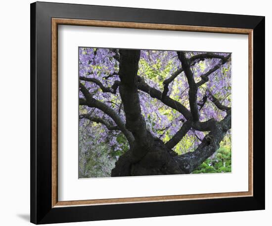 Cherry Tree in Bloom, Portland Japanese Garden, Portland, Oregon, USA-Michel Hersen-Framed Photographic Print