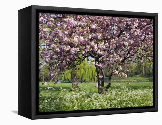 Cherry Tree, in Blossom, Regents Park, London, UK-Georgette Douwma-Framed Premier Image Canvas