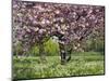 Cherry Tree, in Blossom, Regents Park, London, UK-Georgette Douwma-Mounted Premium Photographic Print