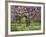 Cherry Tree, in Blossom, Regents Park, London, UK-Georgette Douwma-Framed Photographic Print