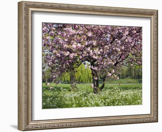 Cherry Tree, in Blossom, Regents Park, London, UK-Georgette Douwma-Framed Photographic Print