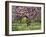 Cherry Tree, in Blossom, Regents Park, London, UK-Georgette Douwma-Framed Photographic Print