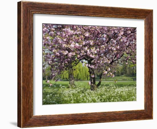 Cherry Tree, in Blossom, Regents Park, London, UK-Georgette Douwma-Framed Photographic Print