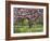 Cherry Tree, in Blossom, Regents Park, London, UK-Georgette Douwma-Framed Photographic Print