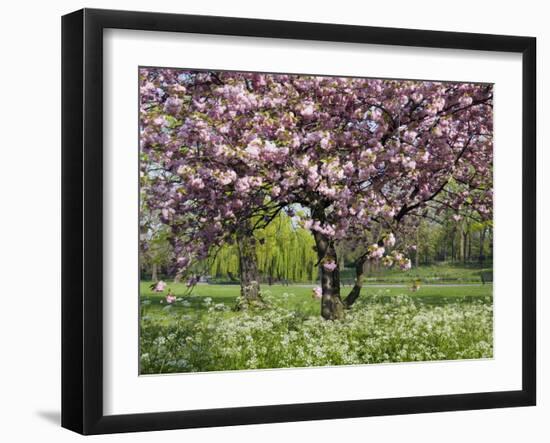 Cherry Tree, in Blossom, Regents Park, London, UK-Georgette Douwma-Framed Photographic Print