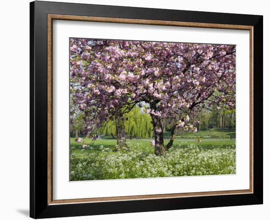 Cherry Tree, in Blossom, Regents Park, London, UK-Georgette Douwma-Framed Photographic Print