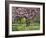 Cherry Tree, in Blossom, Regents Park, London, UK-Georgette Douwma-Framed Photographic Print