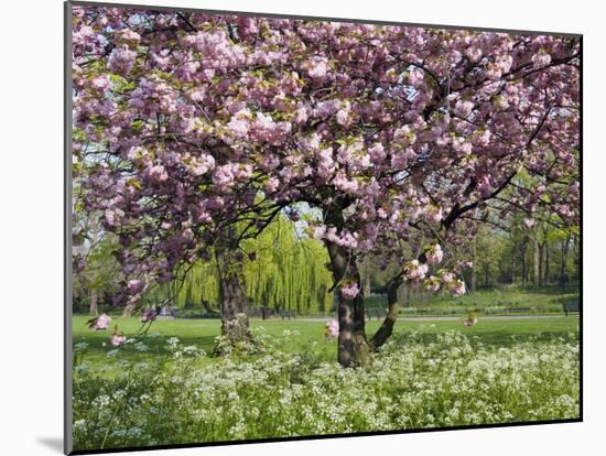 Cherry Tree, in Blossom, Regents Park, London, UK-Georgette Douwma-Mounted Photographic Print