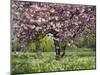 Cherry Tree, in Blossom, Regents Park, London, UK-Georgette Douwma-Mounted Photographic Print