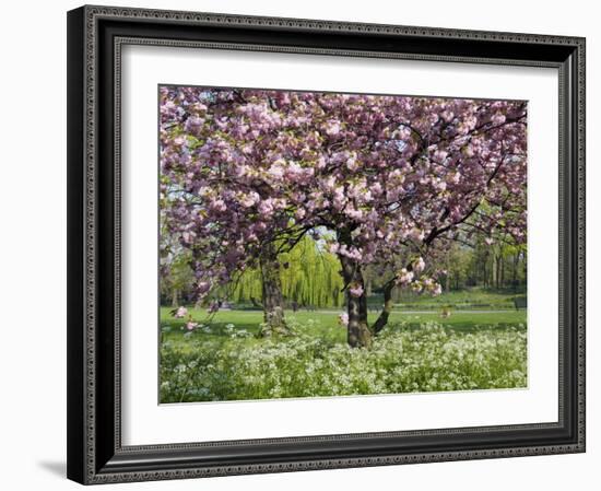 Cherry Tree, in Blossom, Regents Park, London, UK-Georgette Douwma-Framed Photographic Print