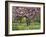 Cherry Tree, in Blossom, Regents Park, London, UK-Georgette Douwma-Framed Photographic Print