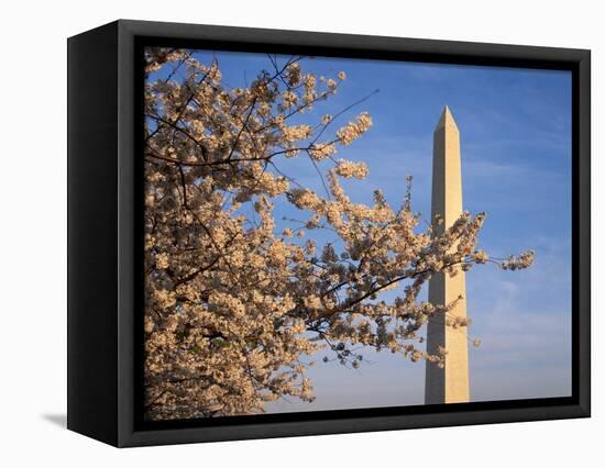 Cherry Tree near Washington Monument-Joseph Sohm-Framed Premier Image Canvas