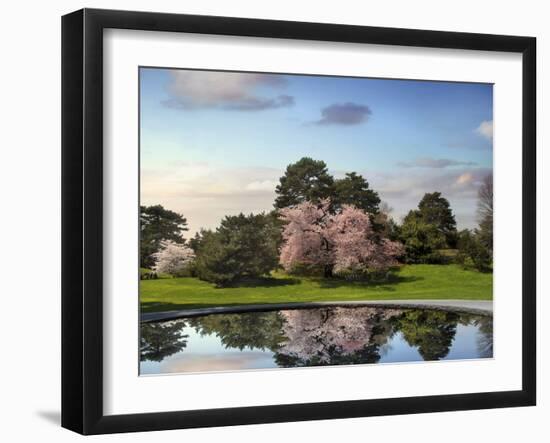 Cherry Tree Reflections-Jessica Jenney-Framed Photographic Print