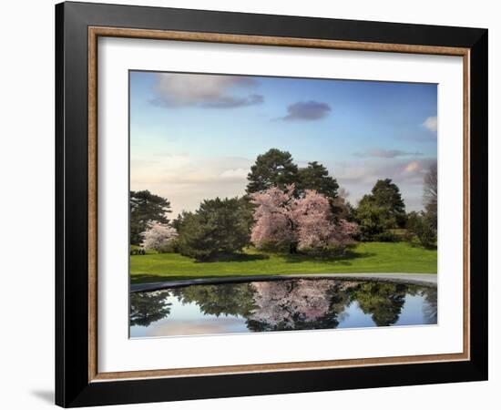 Cherry Tree Reflections-Jessica Jenney-Framed Photographic Print