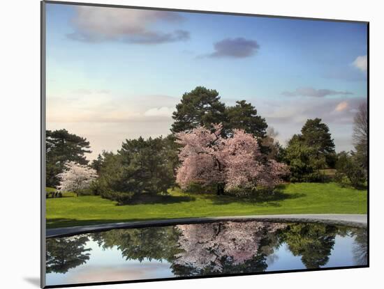 Cherry Tree Reflections-Jessica Jenney-Mounted Photographic Print