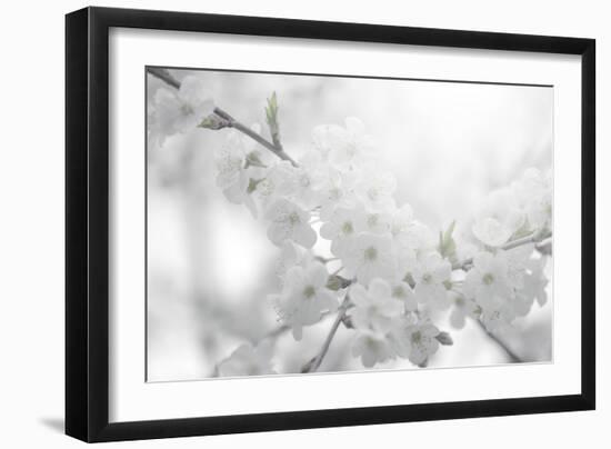 Cherry Tree-Philippe Sainte-Laudy-Framed Photographic Print